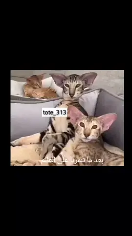 حصل 😂🙂