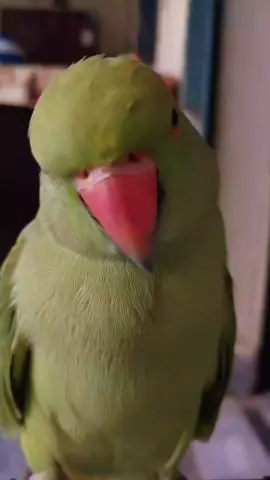 Parrot talking 🦜#foryoupage #parrottalking #1millionaudition #creatorsearchinsights #parrotlover 