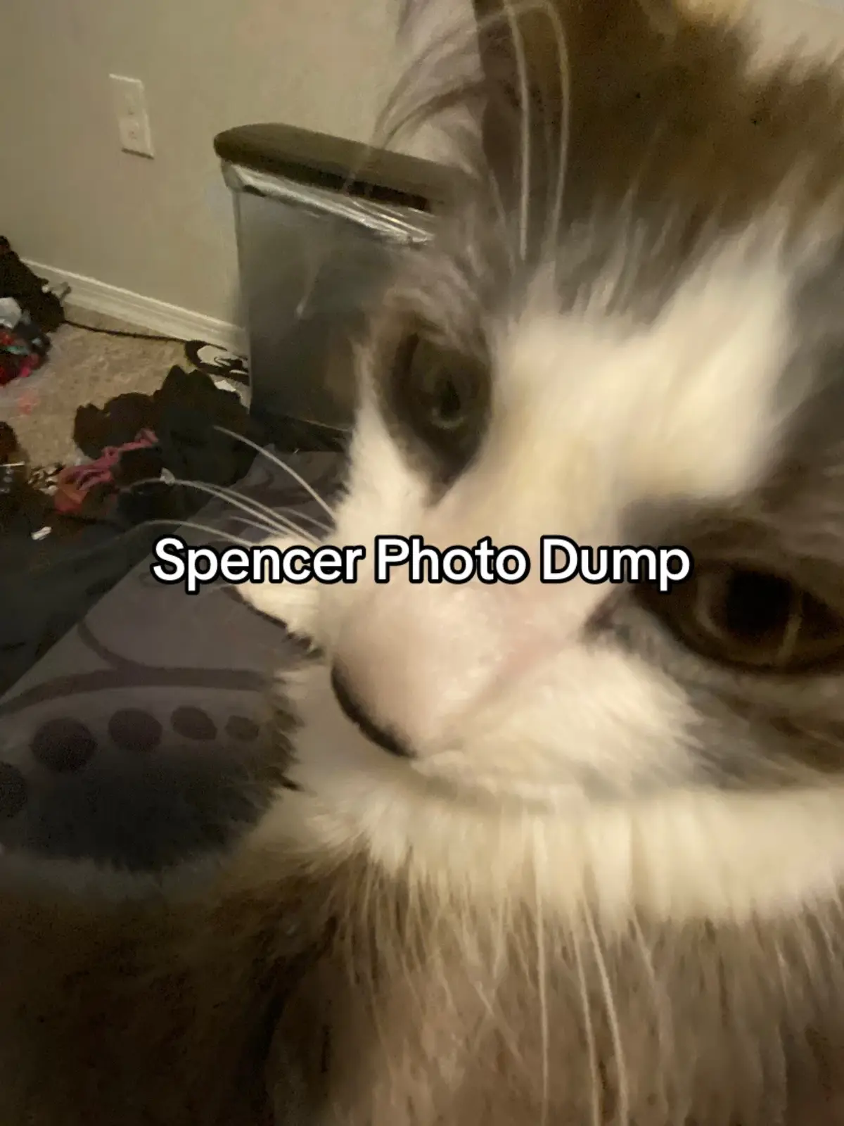 #cat #kitten #emo #meow 