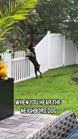 When you hear the neighbors dog #dog #doberman #funnydog 