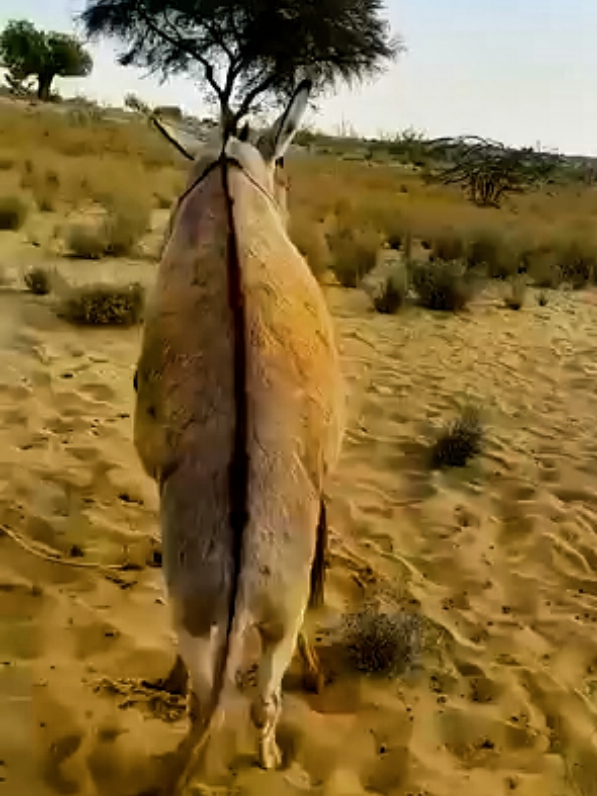 @Dekho Tu Jano #horsegirl #donkey #horsedonkey #texasgirl #horsematirelgirl 