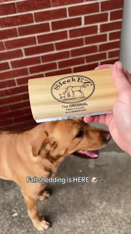 Dog hair everywhere this fall? 🍂 If you’re a pet parent, you already know shedding season is REAL. The @SleekEZ USA brush pulls out all that loose fur in seconds — gentle on your pup and saves your furniture, car, and clothes from the never-ending hair battle. Honestly, it makes fall shedding SO much easier. 🐶✨ Grab yours right here before the fur takes over! #FallShedding #DogParents #PetHairSolutions #SleekEZBrush #PetTok