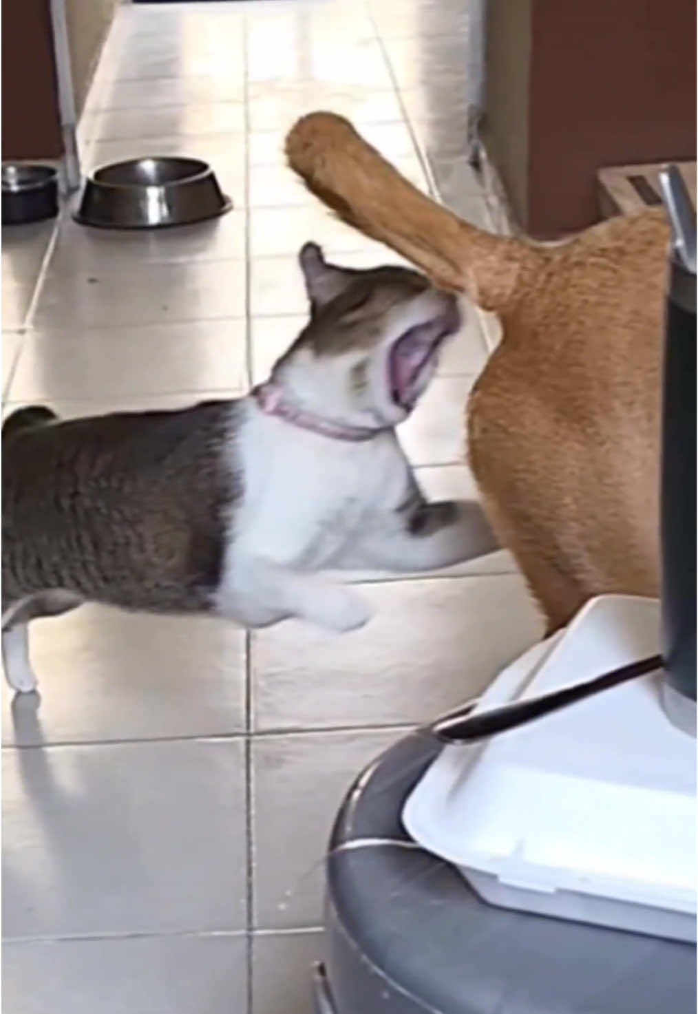 This bite is going to hurt the dog terribly#cat #dog 