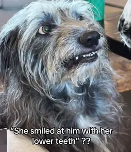 Bae failed the lower teeth trend… but she’s still in the running for best smile! 🤣🤣🤣 #trendingvideo #smilechallenge #dogsoftiktok 