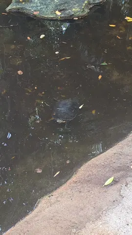 #swim #turtle #nature #naturevibes 