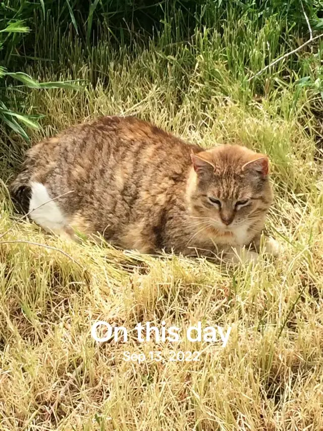 #onthisday the most awesome cat that was a great teacher and lived on her own terms. A barn at that lived to be 20 years old.  ❤️🐾❤️