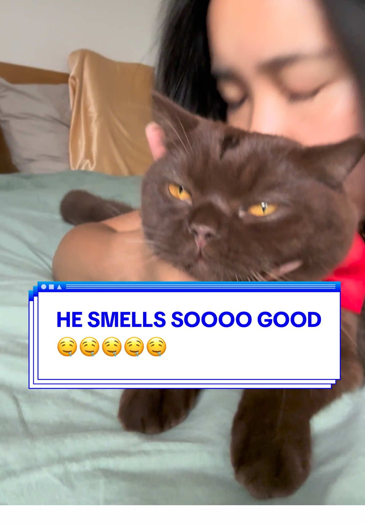 Catoholic 😼🤎  — He has water from the sink on his head btw 😹.    #browncat #cutenessaggression #catcuddles #clingycat #catoholic 