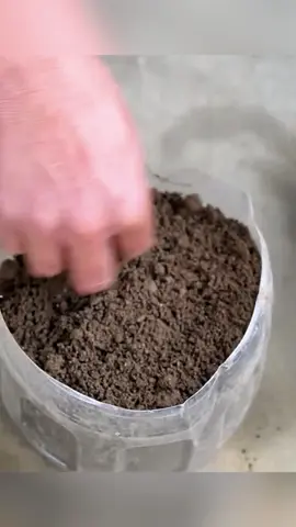 Как вырастить клубнику #дача #сад #огород 