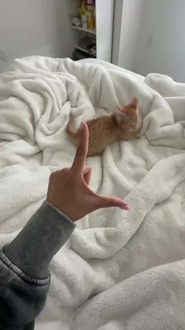 survive #orangecat #kitten #fyppp 