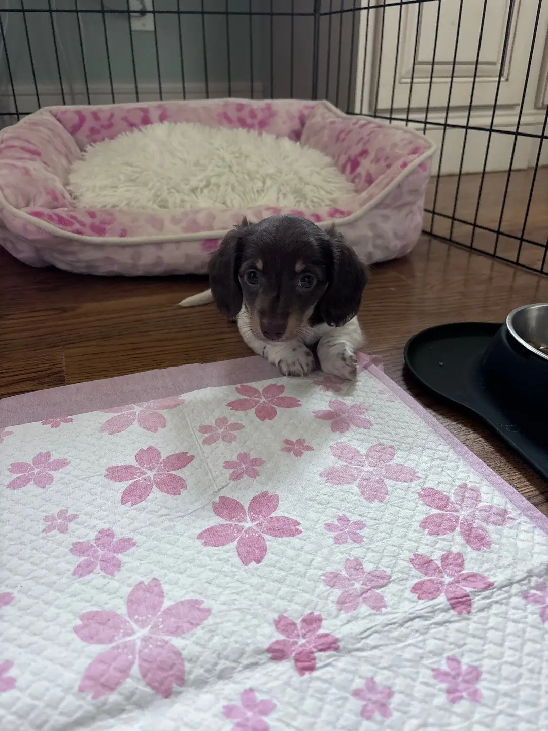 my baby will be 1 in 2 months… im not ok @novaatheminidoxie #fyp #weinerdog 
