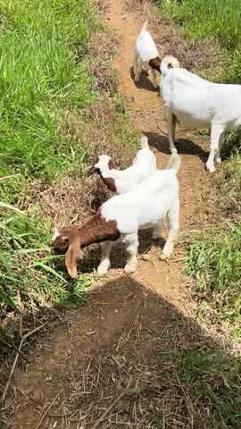 #goatfarming #dairygoats #gichehafarm #livestockfarming #dairyfarm 