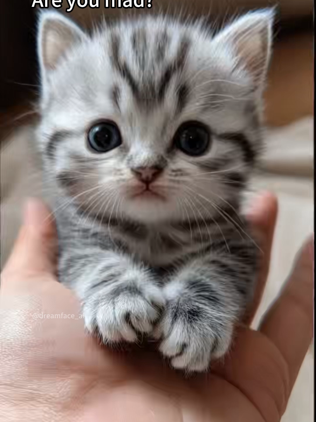 Do you think this kitten is angry? #dreamface #cutecat #kittycat #kitty #cat #catsoftiktok #catlipsync