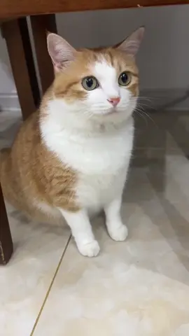 So cute #cutecat #pet #kucing #kitty #funny 