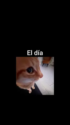 Es neta que solo es la montura? #silksong #fyp #twitch #twitchstreamer #fyp1 