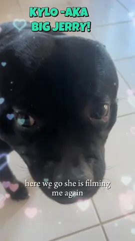 #staffylove #gentlesoul#bestfriend##dogsoftiktok #furbabiesoftiktok @joshcollins380 