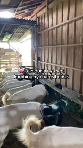 #peternakmuda #kambing #kambingetawa #andikaeya @puji lestari farm @tantiidwii_ 