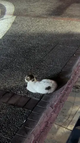 #tiktoklive #livehighlights #mrtaho #tiktokturkiye #kedi 