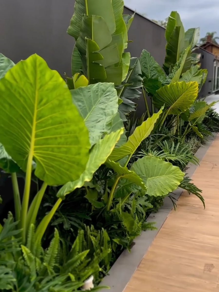 Uma ótima opção para canto de muro, deixando o ambiente bem tropical e cheio de vida 🌿😍 #paisagismotropical #jardimtropical #plantas #verdeemcasa #jardinagem 