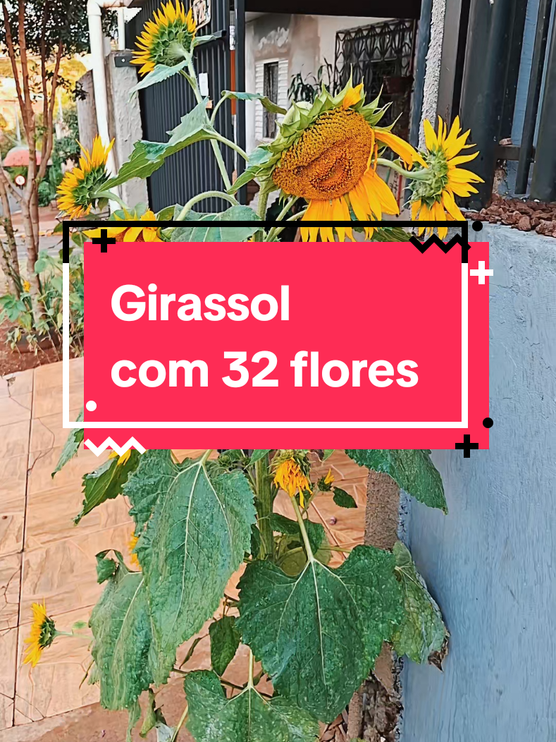 Girassol com 32 flores. Nasceu sozinho na calçada de casa. Deixei o tiktok eacolher a música.  🤣🤣🤣🤣🤣🤣 #girassol  #foryoupage❤️❤️ #natureza 