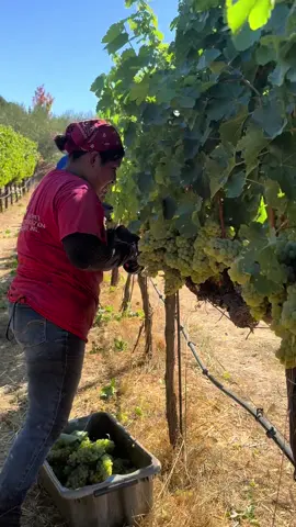 TRABAJOS #viñedos #pesado 
