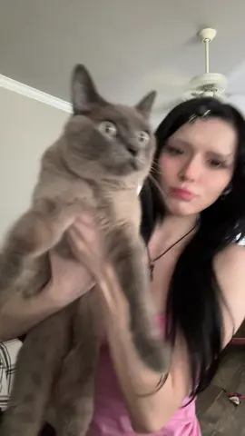 2hollis cat 