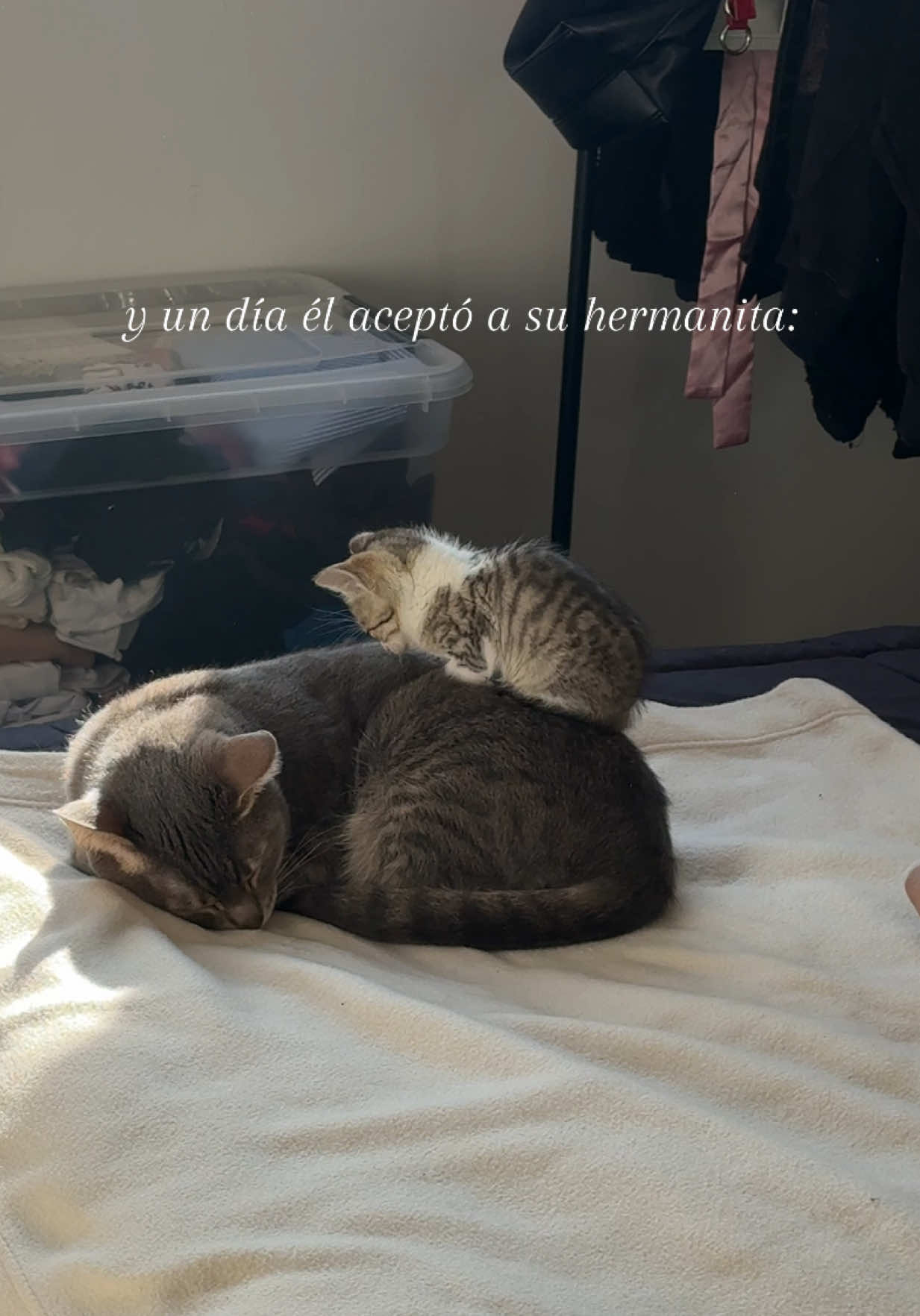 ya soy toda una karen con sus gatos <3 #catsoftiktok 