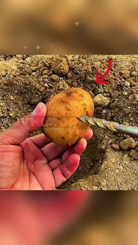 Cosecha fácilmente en tu hogar #lifehacks #hazlotumismo #trucoscaseros #jardineria #fyp 