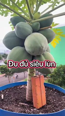 Đu đủ lùn nha e 🥰.                              #nôngdân                                             #lamvuonsanthuong 