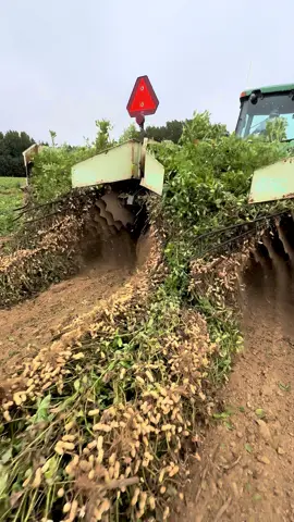 We’re digging peanuts. 🥜  #green #farming