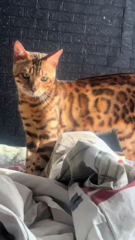 Insyaallah smua catlover dpt pahala krn udh peduli n merawat anabul dg baik..😻😻Aamiin YRA.. 😇😇 #kucingbengal #doakucing #sayangkucing #catlover #katakatamotivasi 