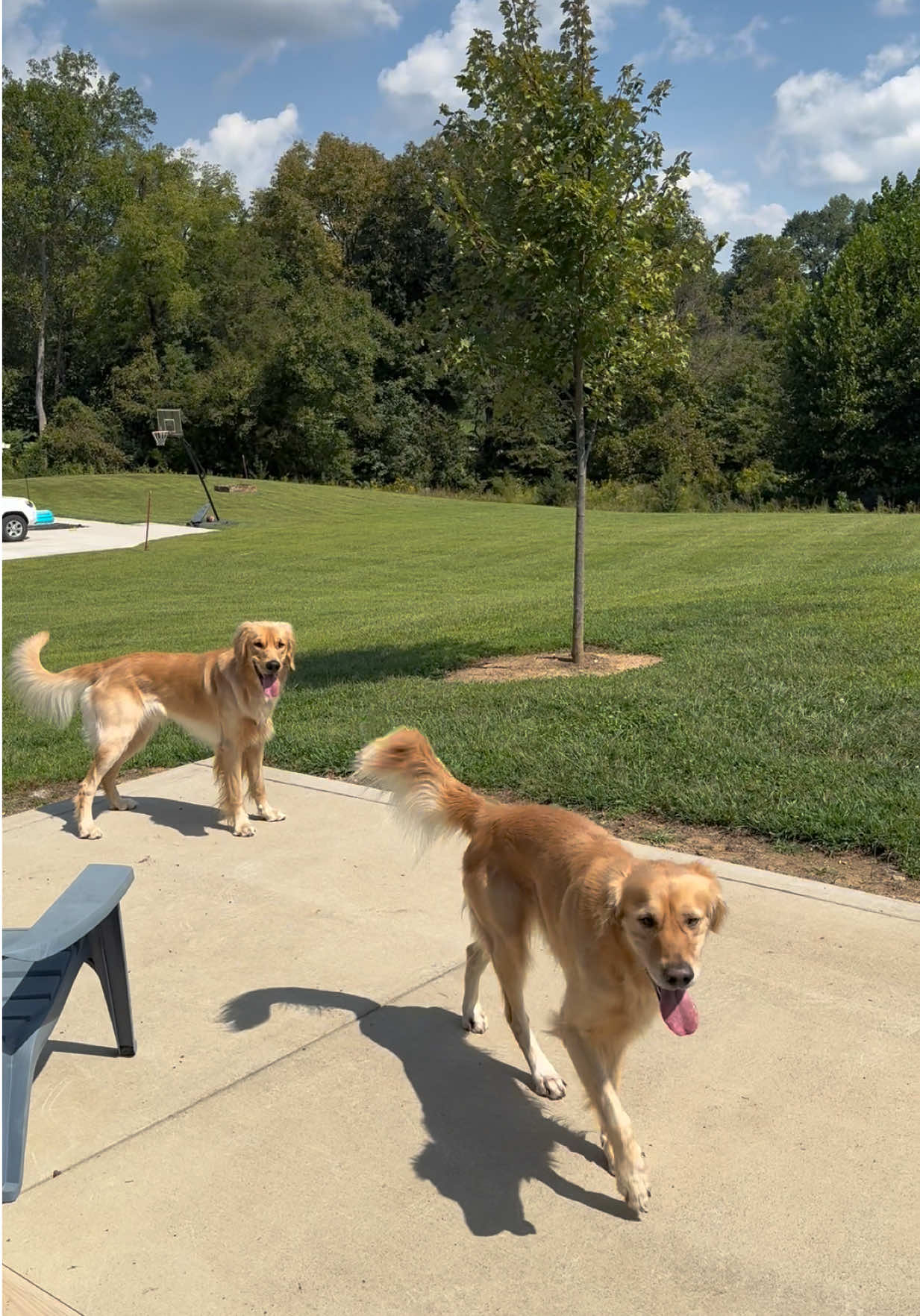we were nervous to leave our previous house because we didnt have any neighbors and we didn’t know how Knox would be. little did we know our new neighbors would have Knoxs brother!! same mom & dad😭 what are the odds ❤️ #goldenretriever #goldenretrieverlife 
