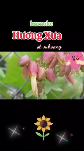 karaoke Huong Xưa stVuHoang toan nam nhạc sống #xuhuongtiktok2026♥️🔥🌻🔥 