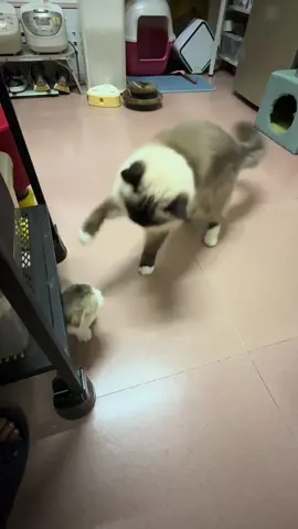 #cute #funny #animals 