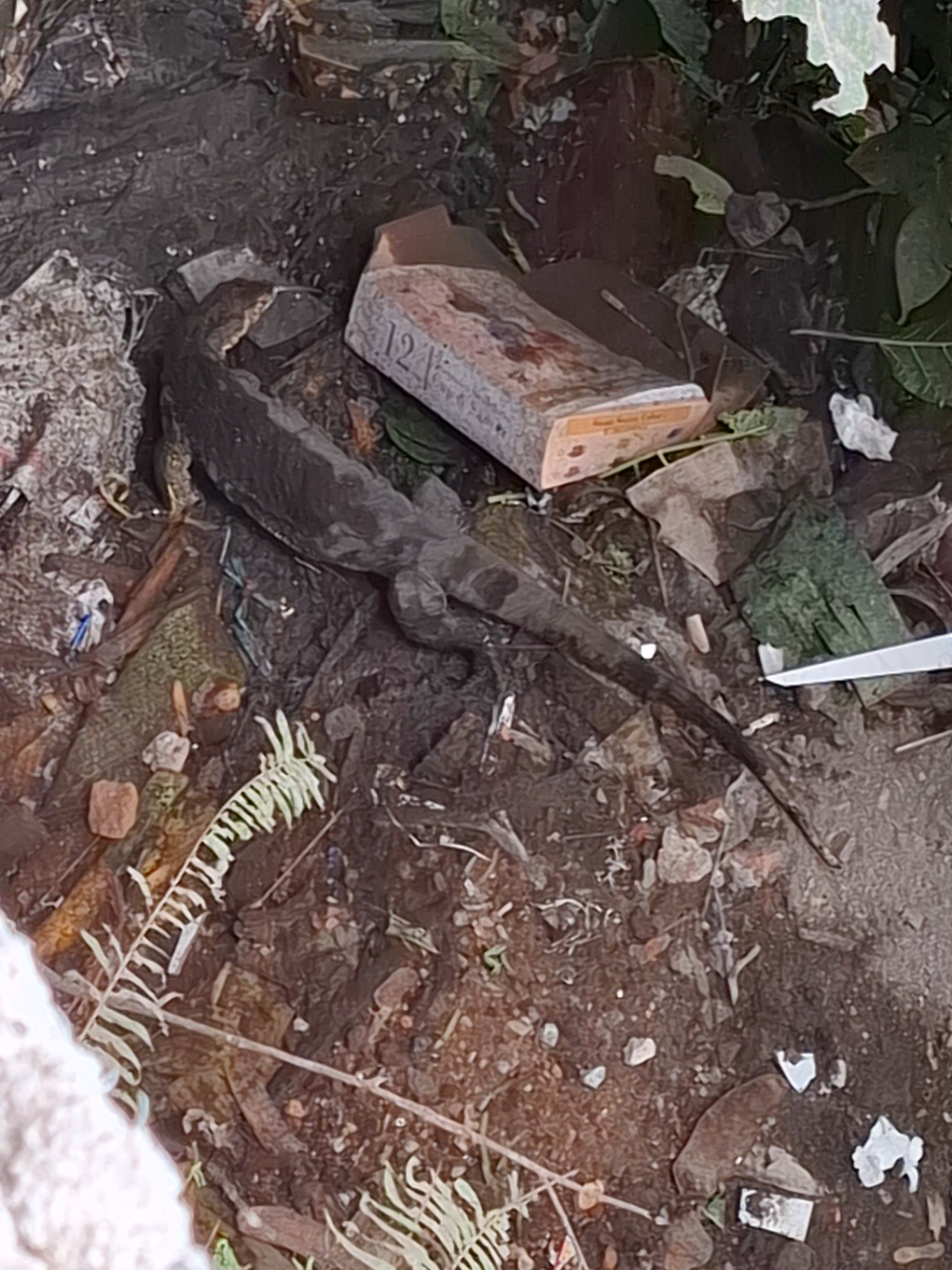 Kadang juga naik ke tembok,pas buka jendela tiba