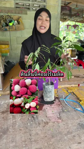#ต้นลิ้นจี่ค่อมไร้เมล็ด 