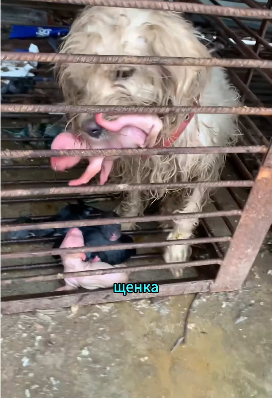 Mother dog asking for help#animals #storytime #tiktok #rescueanimals 