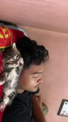 Huh cape ya puss #cats #therapy #fy 