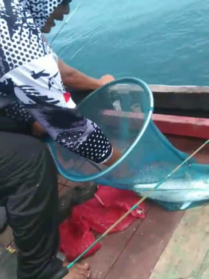 #mancingmaniamantap #bengkulutiktok #mancing #bengkulu #CapCut 