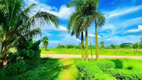 #creatorsearchinsights বৃষ্টি পরে ছিলো তোমার গায়ে বিজেছিলাম আমি #trending #naturelaver💐 #dronevideo 