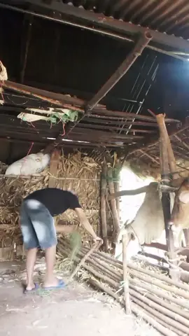 Loro ati#tayubtuban #nyiwantikah #wulandari #fyppppppppppppppppppppppp 