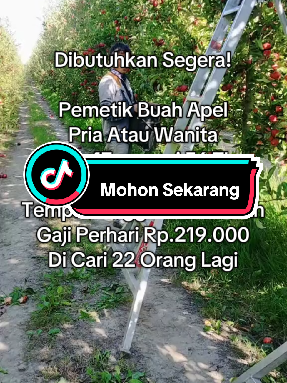 Dibutuhkan Segera Pemetik Buah Apel! #vibes #foryoupage #4u #lowongankerja #lowongankerja2023 