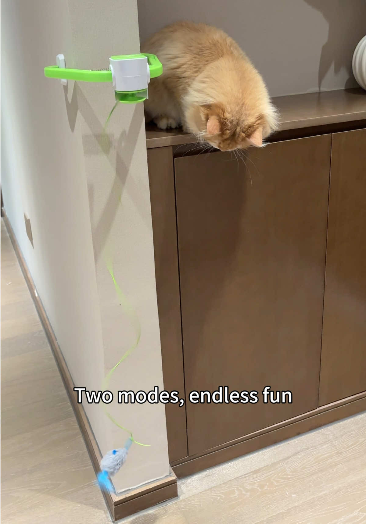 Two ways to keep your cat entertained 🐾Spiral spinning for endless chasing fun, and bouncing up&down to spark their hunting instincts.Watch them jump ,play, and stay active every single day 💗#cattoy #catsoftiktok #pettoys #petproducts #petlover 