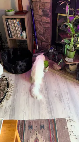 🌿😸🌿😸🌿 #catsoftiktok #turkishangora #catgrass #catsnack 
