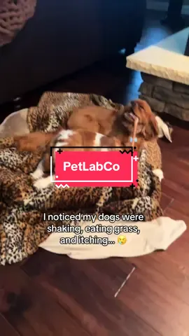 Vet reviewed probiotic chews for your pups! @PetLab Co. #ad #petlabco 