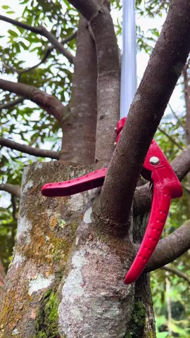 Pruning hasil top working durian duri hitam,musangking,semoga musim depan bisa berbuah#topworkingdurian#durihitam#musangking#wonosobo#fypシ゚ 