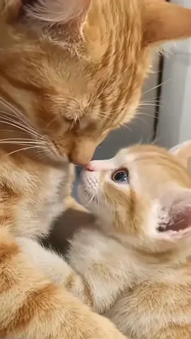 Mother cat and kittens 💕#foryou #fyp #cat #catsoftiktok #funnycat 