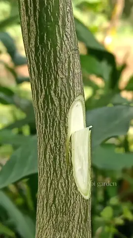 Side grafting, Citrus Grafting techniques #graftingtechniques #citrusgrafting #graftingplants #graftingfruittree 