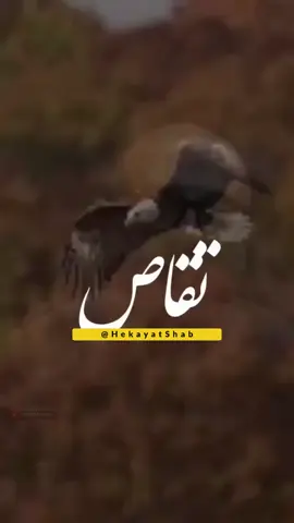 #creatorsearchinsights  آدم یکجا فکر می‌کند خيلي زرنک هست یکجا پس می‌دهد @عبدالطیف حکیمی #افغانستان #هشتگ #هشتگ 