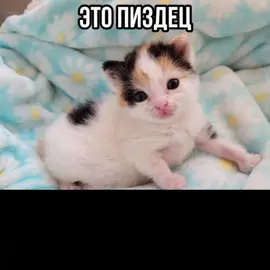 Пробую себя в озвучке. День 2 #рекомендации #тренд #котятаприколы #мем #озвучка
