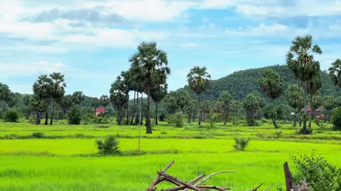#ខ្ទមស្រែ #ស្រុកស្រែ #nature #ជនបទ 